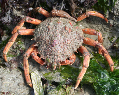 araignee de mer araignee de mer