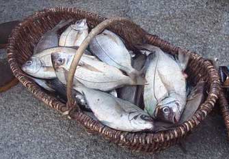 panier de griset griset