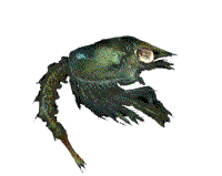 larve de homard larve_homard