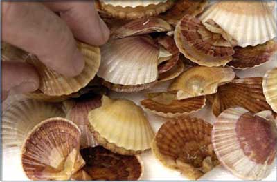 naissain de st jacques naissin