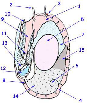 coupe ormeau coupe ormeau