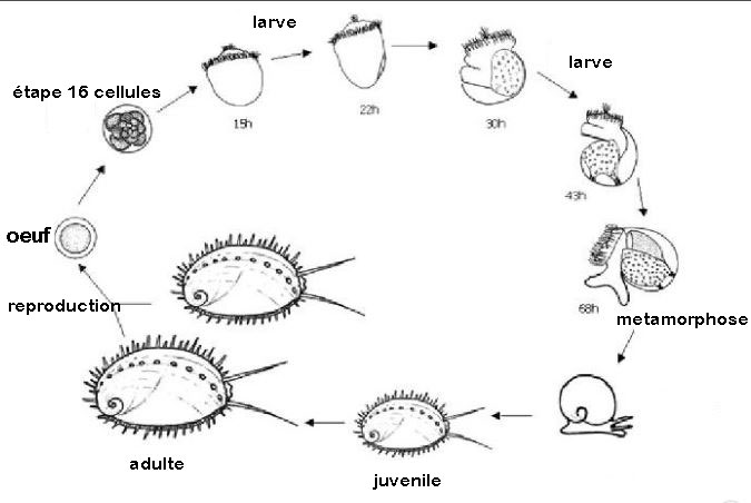 cycle de l'ormeau cycle ormeau