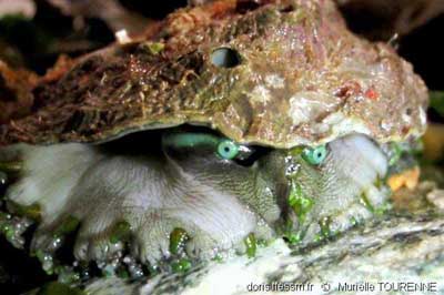 yeux bleus ormeau yeux ormeau